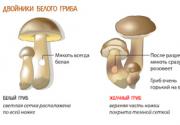 Как отличить ложные грибы двойники от съедобных