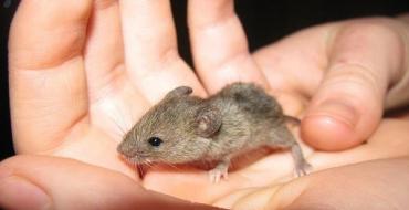 Como se livrar dos ratos em casa e do que eles têm medo: métodos eficazes de controle de roedores e recomendações úteis